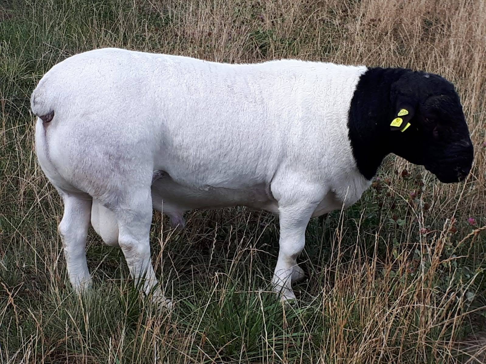 Dorperschafe Deutschland, Dorperschaf Rassebeschreibung