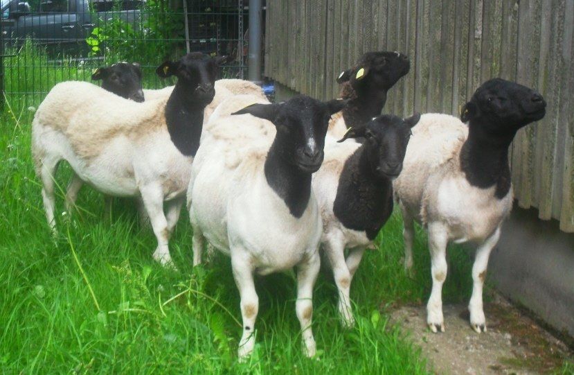 Dorperschafe Deutschland, Dorperschaf Rassebeschreibung