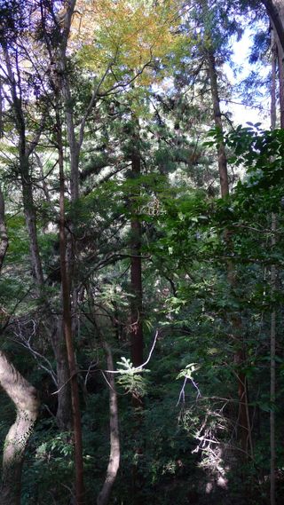Nara pine