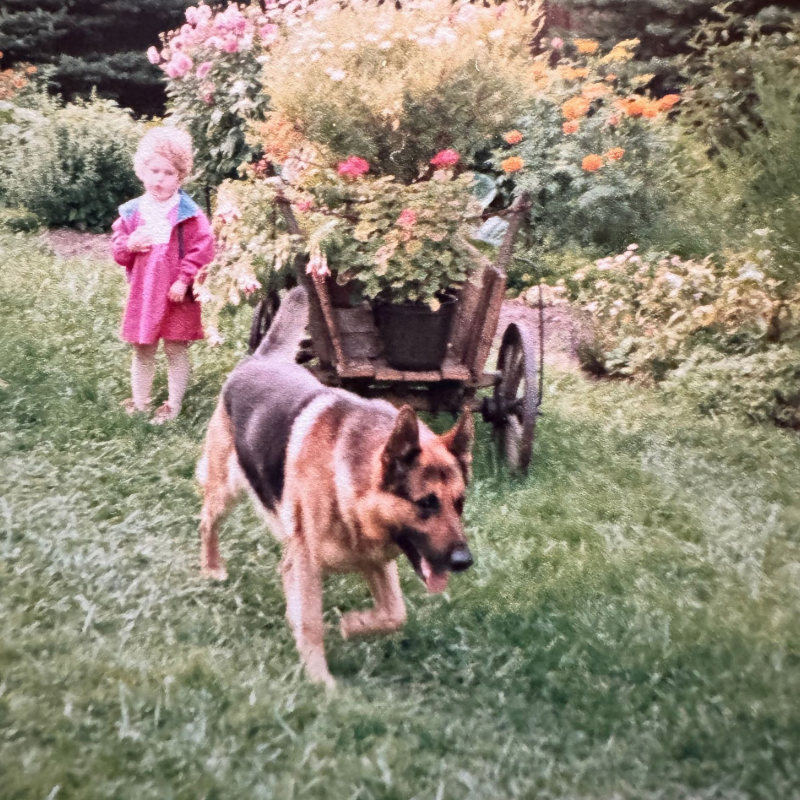 Sylvia als Kind mit dem deutschen Schäferhund, der sie Präsenz gelehrt hat.