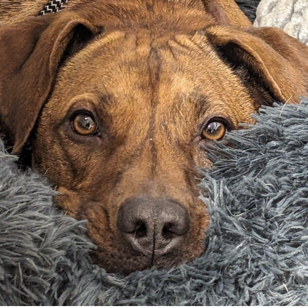 Hummel hat oft Angst. Sylvia Färber konnte mit der Besitzerin Sicherheit herstellen.