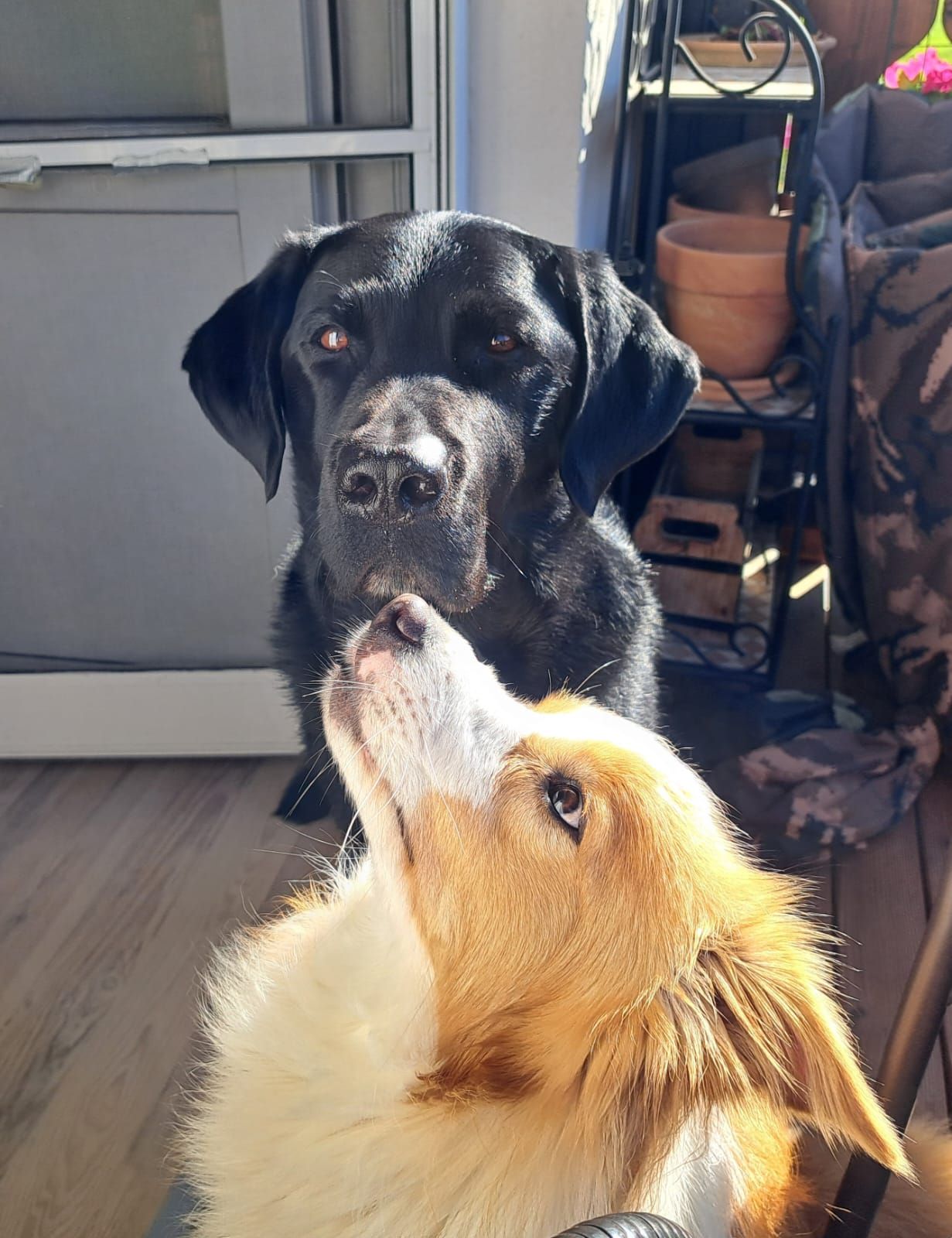 Beide Hunde haben Breathe. Then Move. Von Sylvia Färber mit Frauchen besucht und seitdem gibt es mehr quality time.