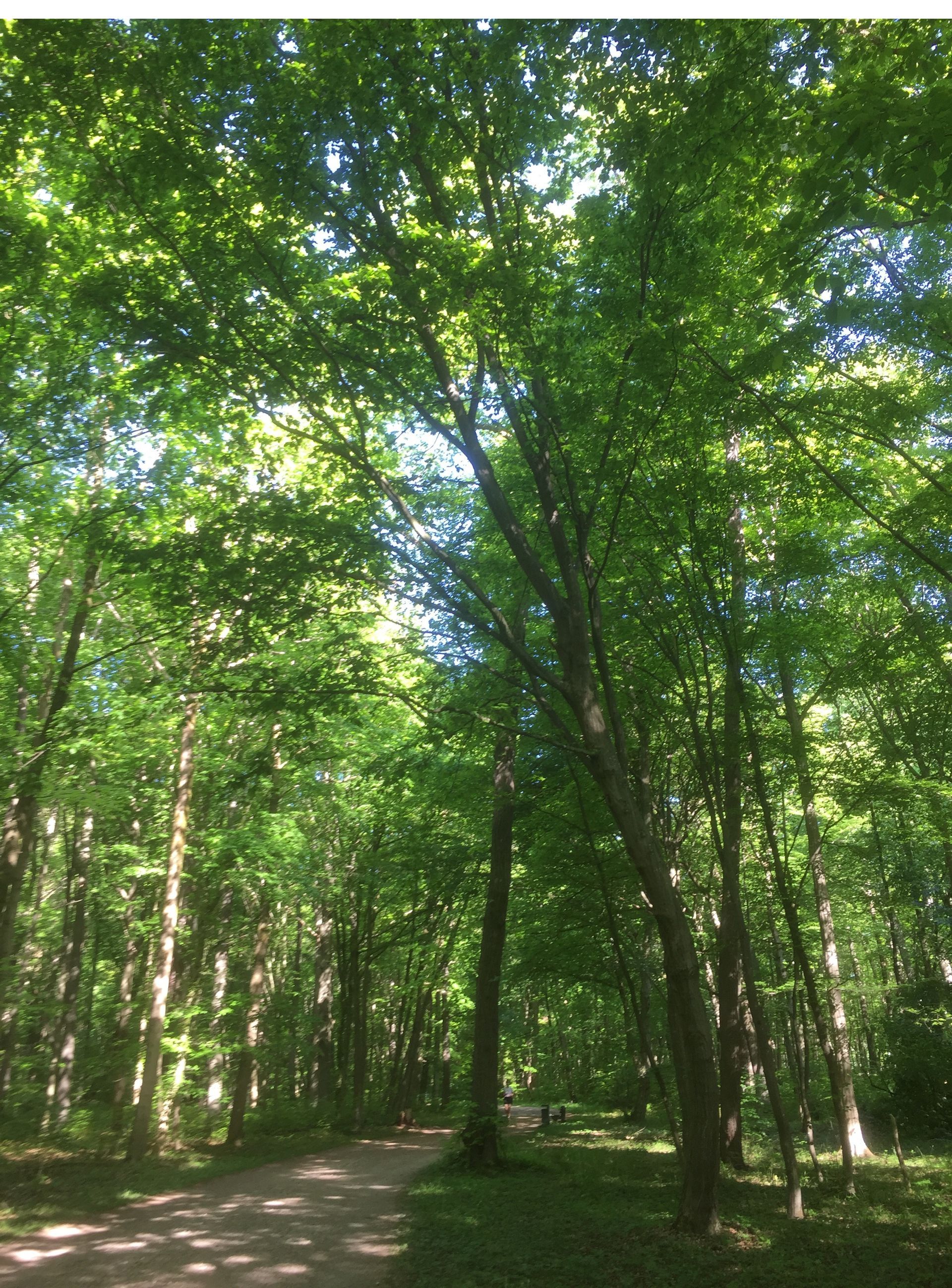 Waldweg