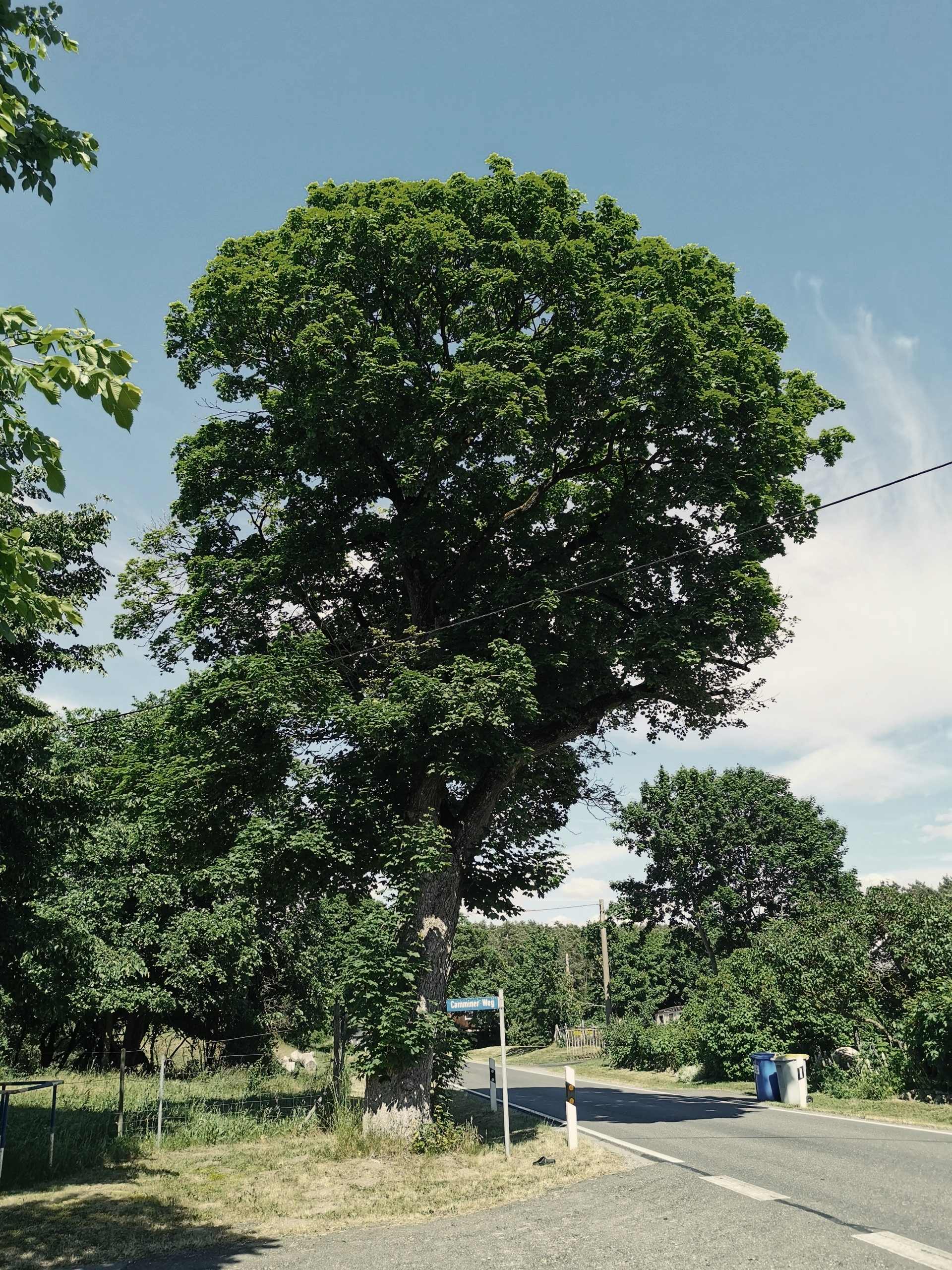 Ausnahme Schutzgebiet Genehmigung naturschutzfachliches Gutachten Straßenbaum Alleebaum geschützter Baum GGB FFH Naturschutzgebiet Landschaftsschutzgebiet geschütztes Biotop