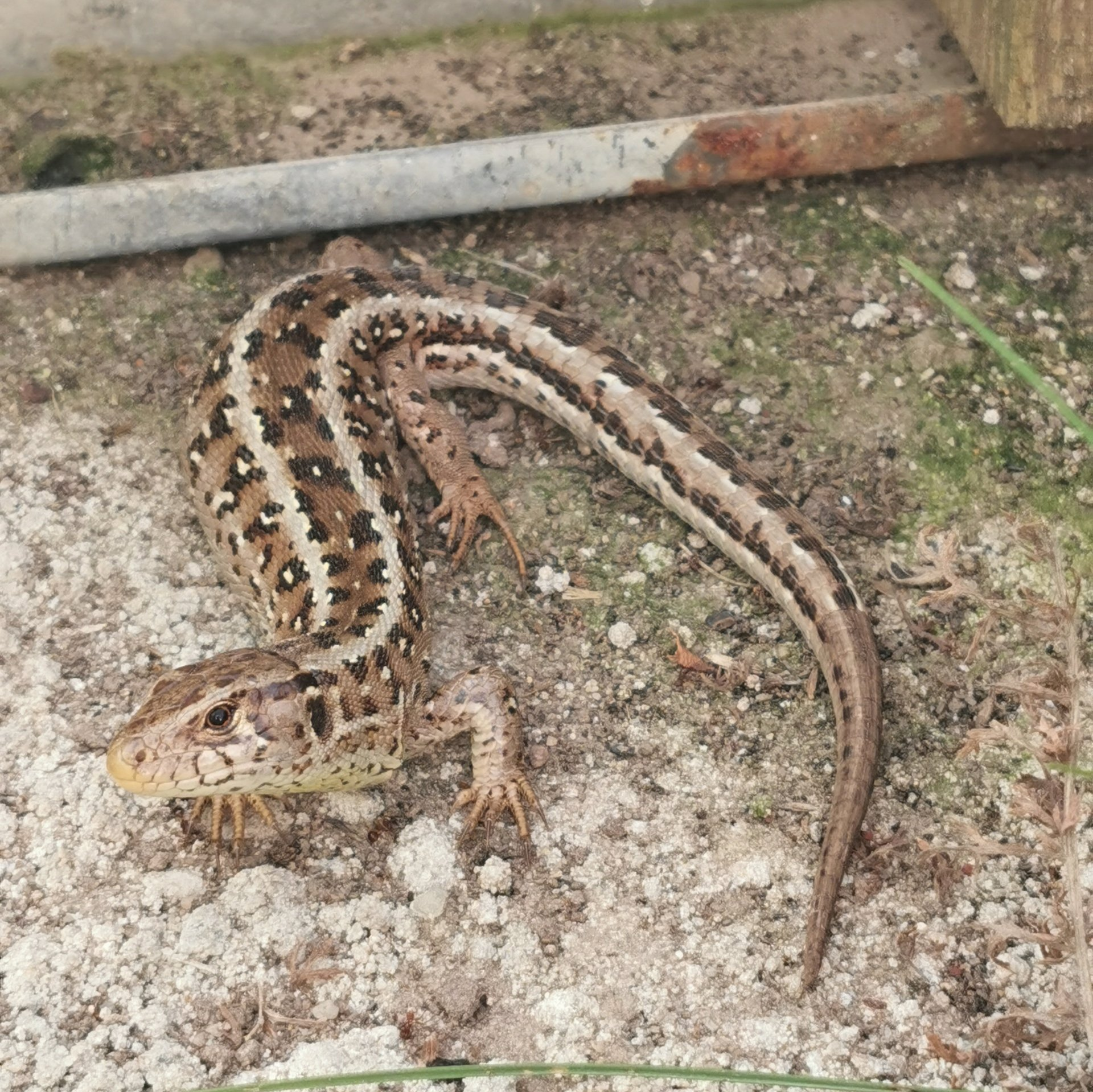 SAP AFB Artenschutzrecht §44 BNatSchG CEF