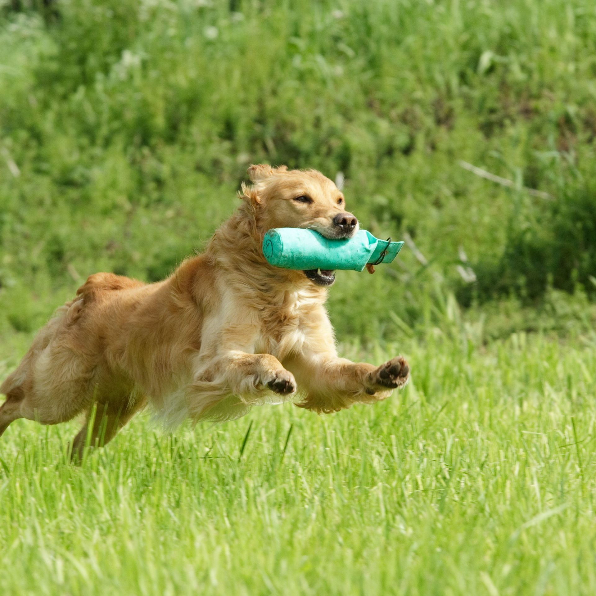 Steele Canyon Vet Clinic