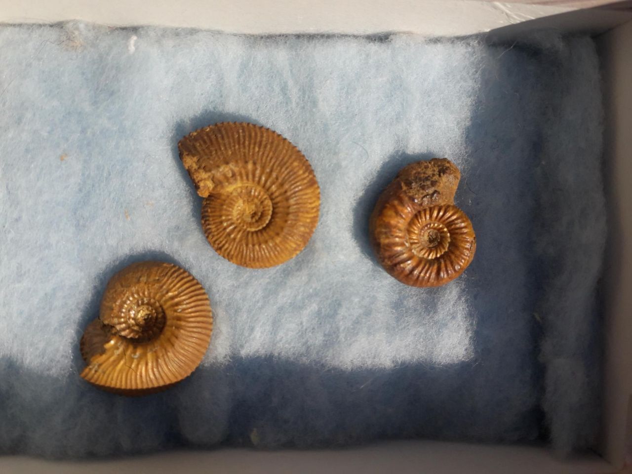 Goldschnecken