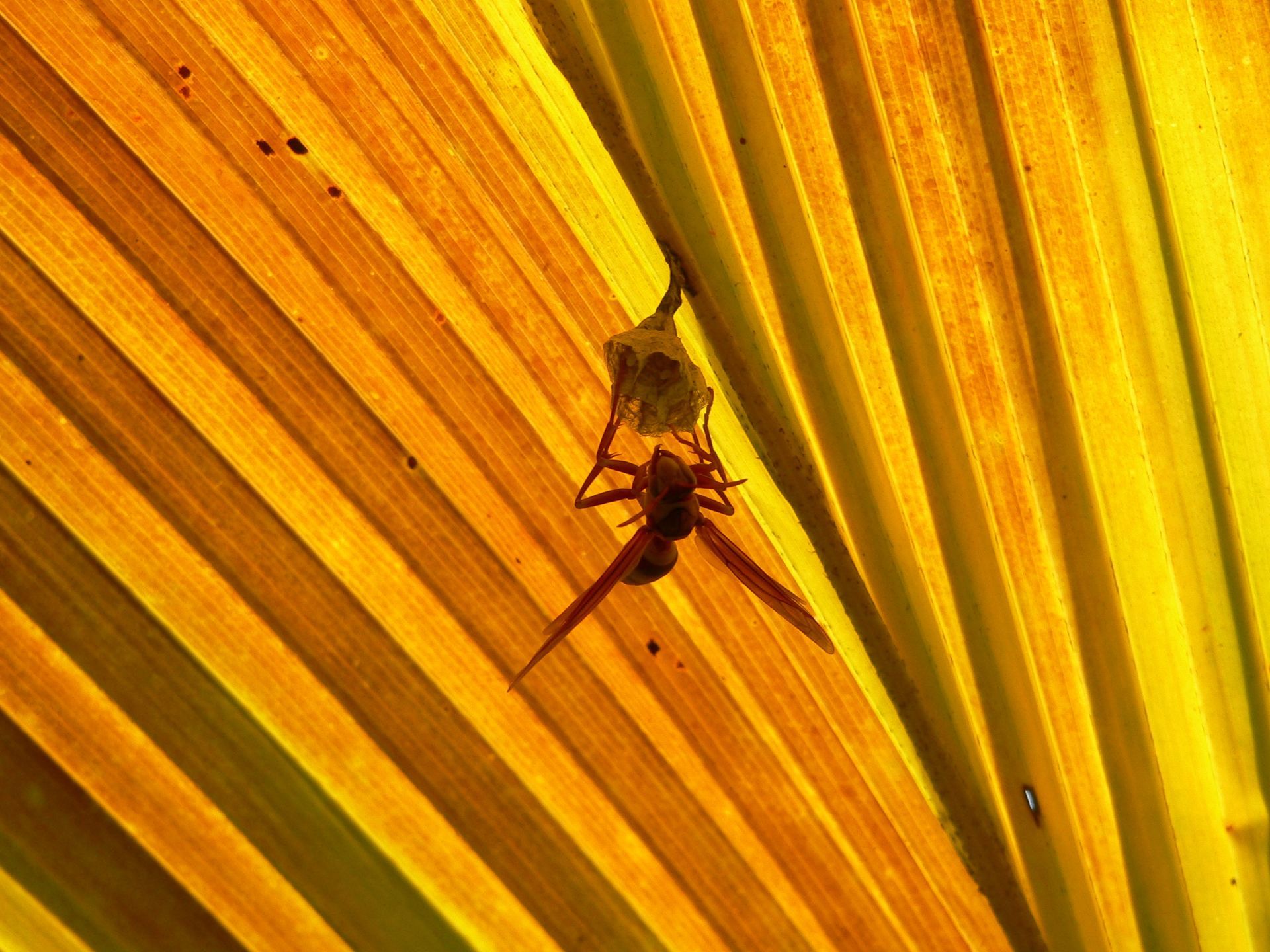 Illustration Märchenprinzen