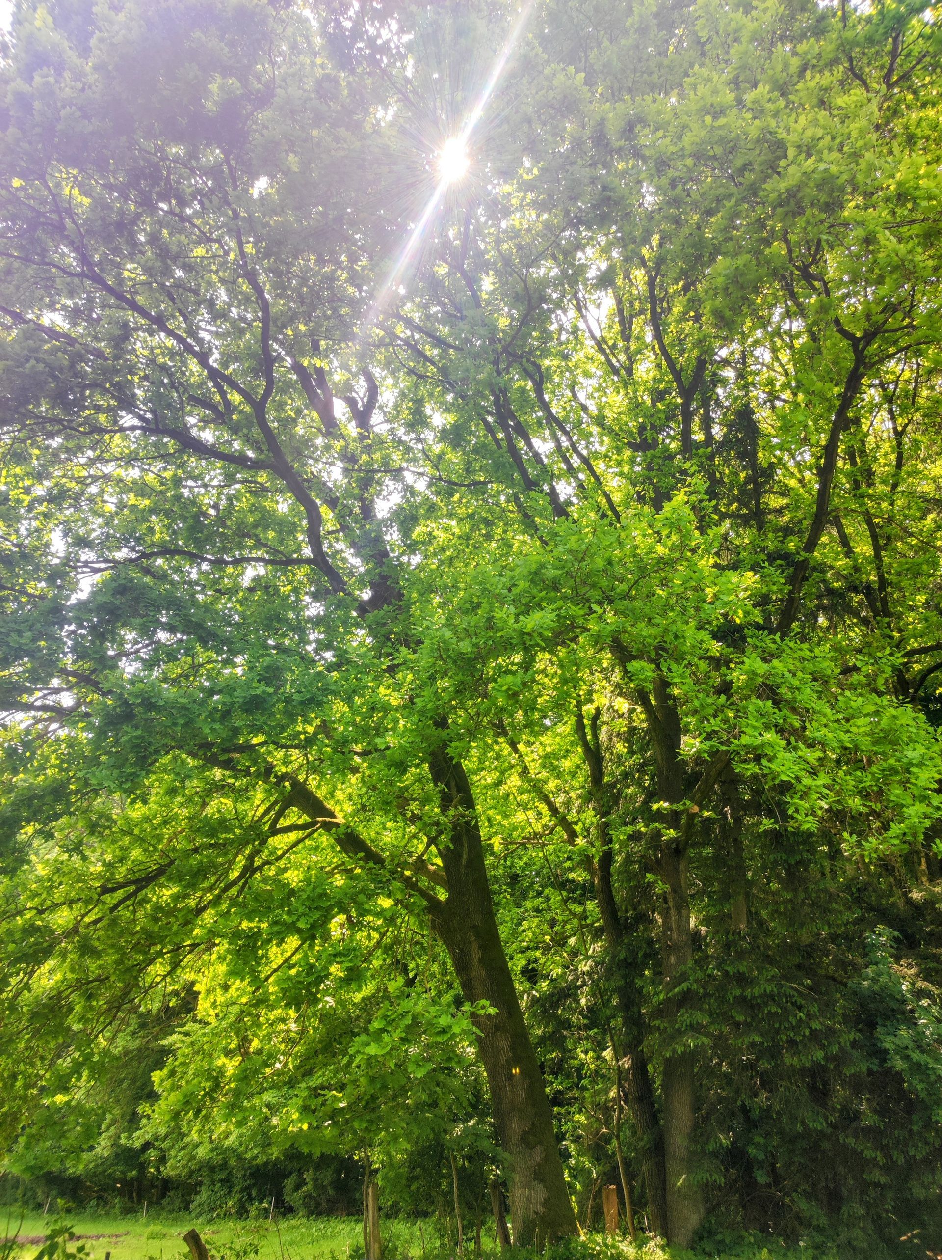 Britta Möller Akademie für ganzheitliche Gesundheit