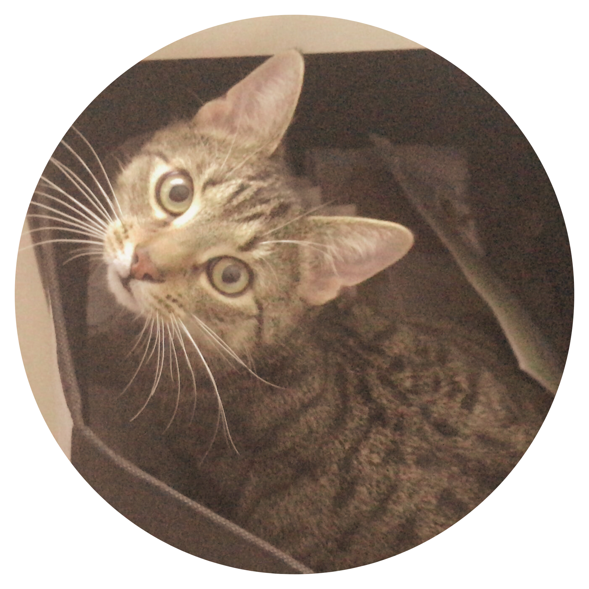 getigerte Katze, Testimonial für die Tierheilpraxis Iris Hack, Burghausen