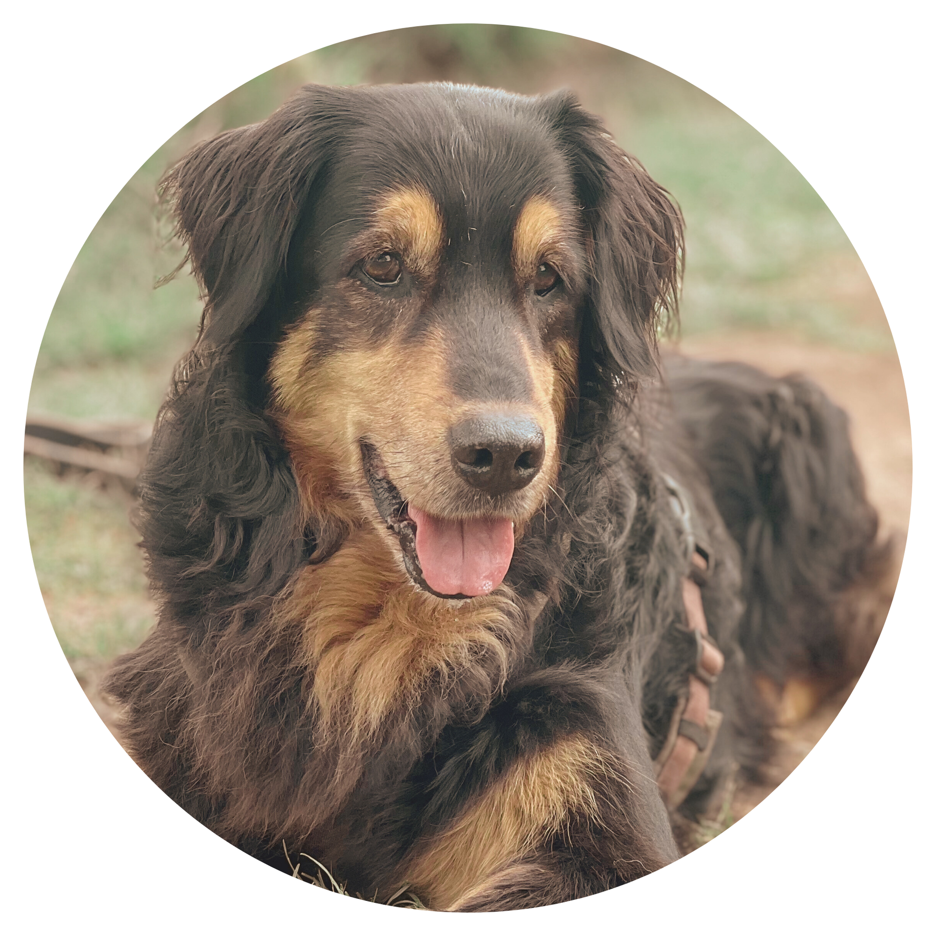 schwarz-brauner Hund, Testimonial für die Tierheilpraxis Iris Hack, Burghausen