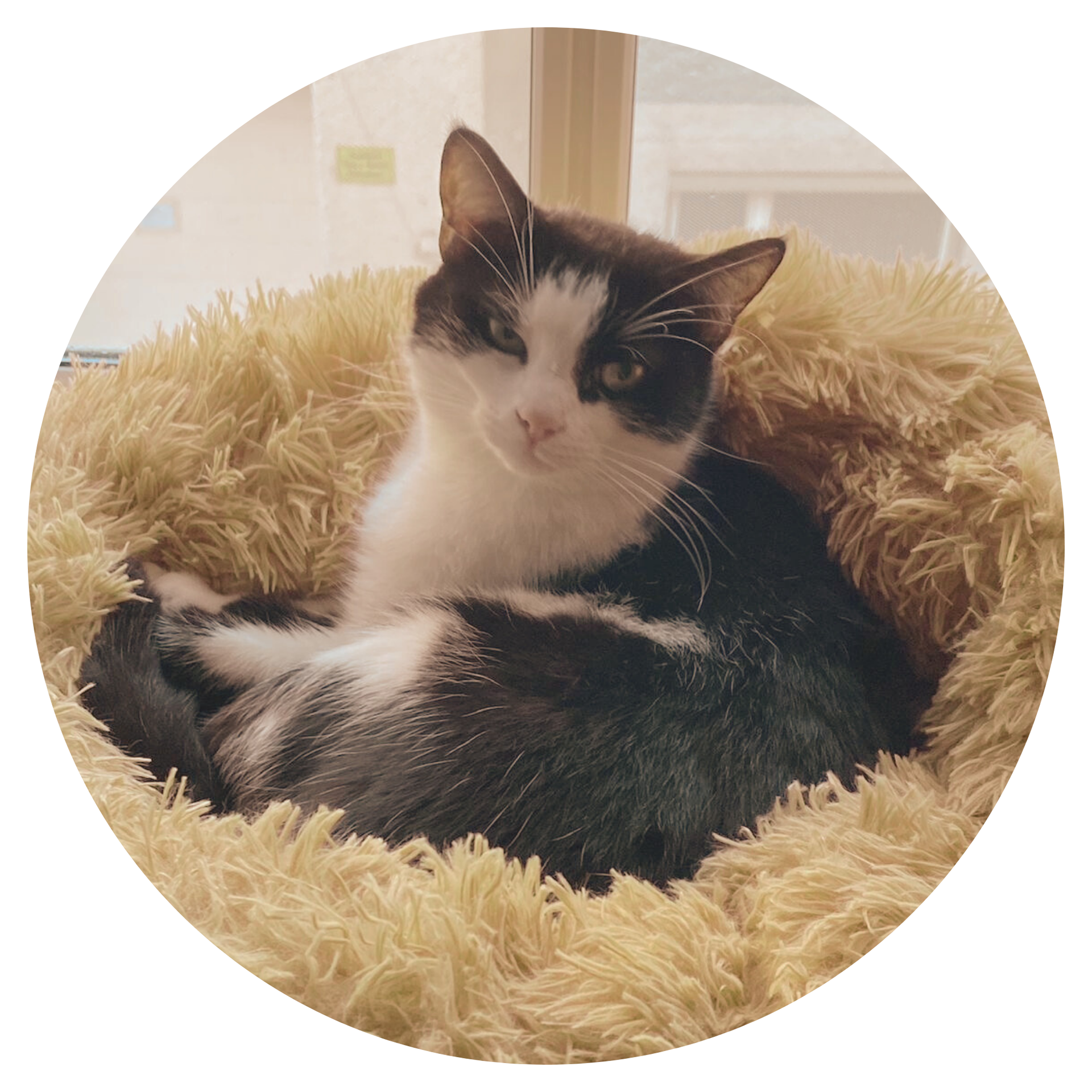 schwarz-weisse Katze auf Kissen, Testimonial für die Tierheilpraxis Iris Hack, Burghausen