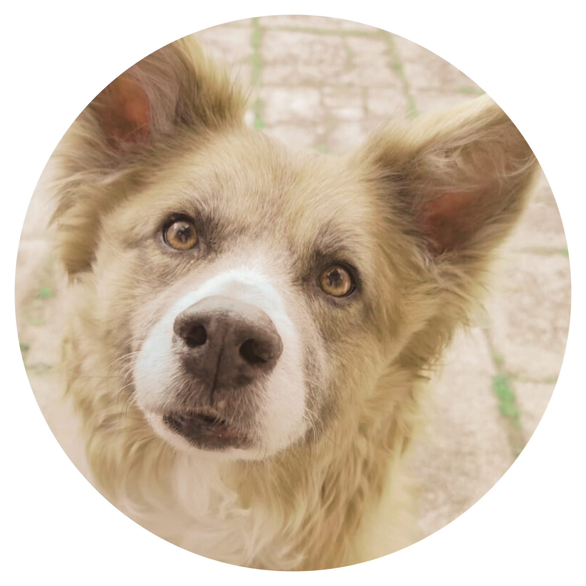 brauner Hund, Testimonial für die Tierheilpraxis Iris Hack, Burghausen