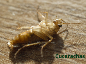 Cucarachas
