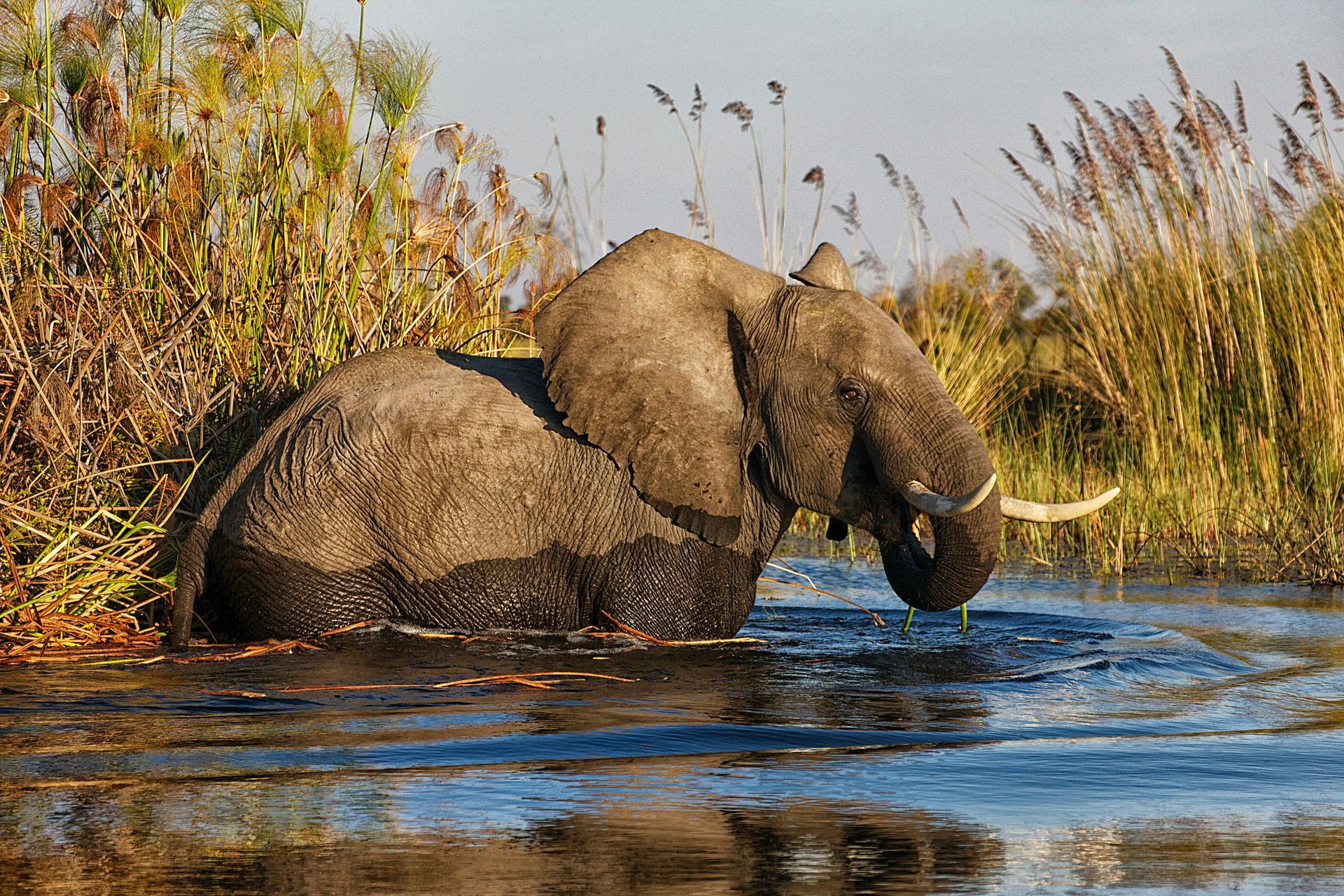 Afrikanischer Elefant Okavango-Delta Botswana