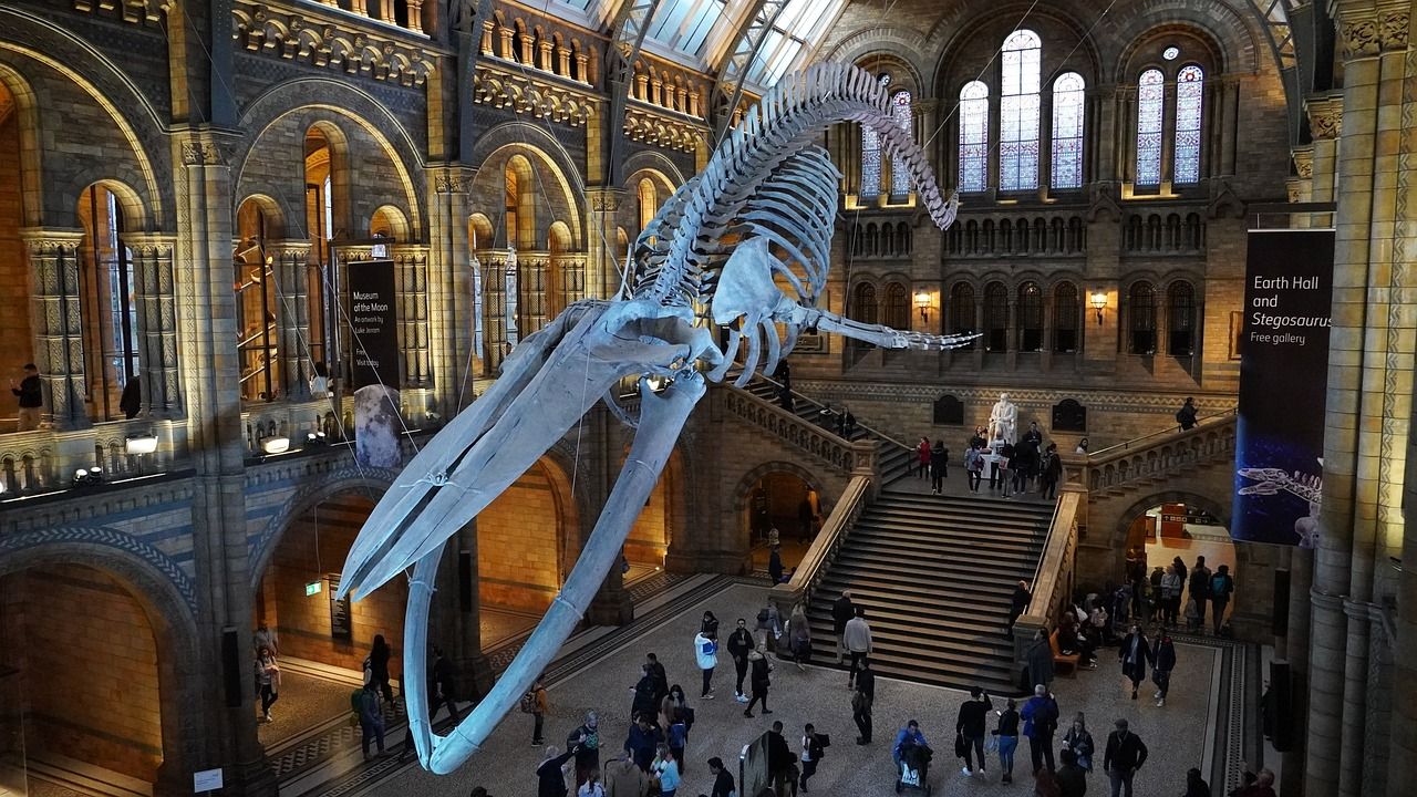 Natural History Museum, Image by Waid1995 from Pixabay