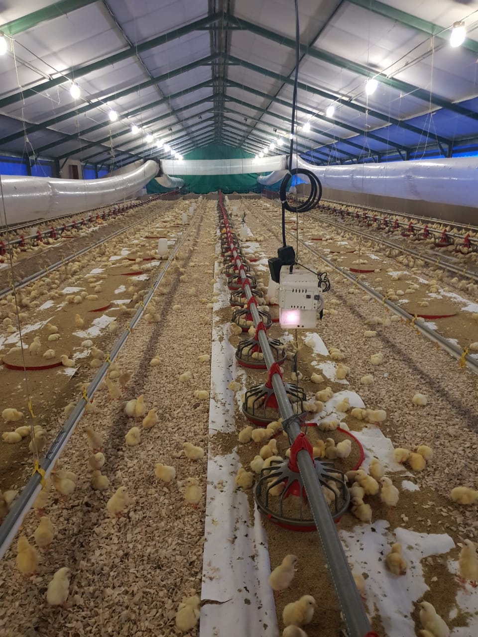 Agriculture Chickenfarms connected, can we get our profitability up?