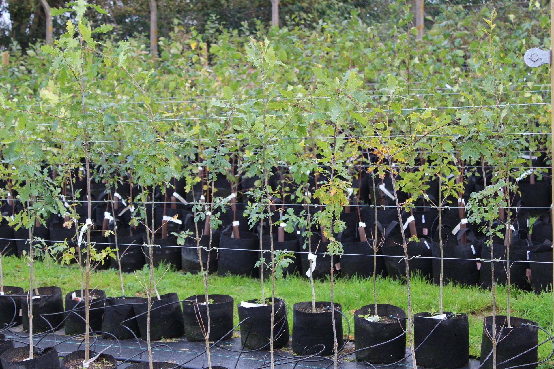 about-herts-native-trees-uk-tree-hedge-grower-supplier