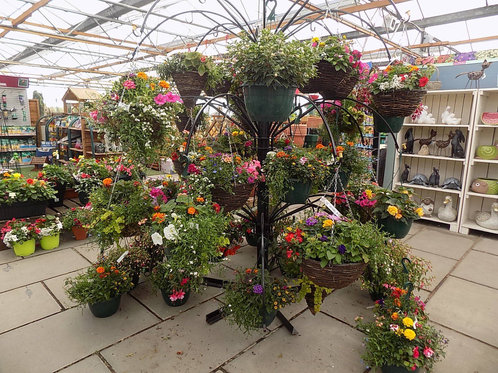 Cronton Garden Centre - Bedding Plants & Hanging Baskets