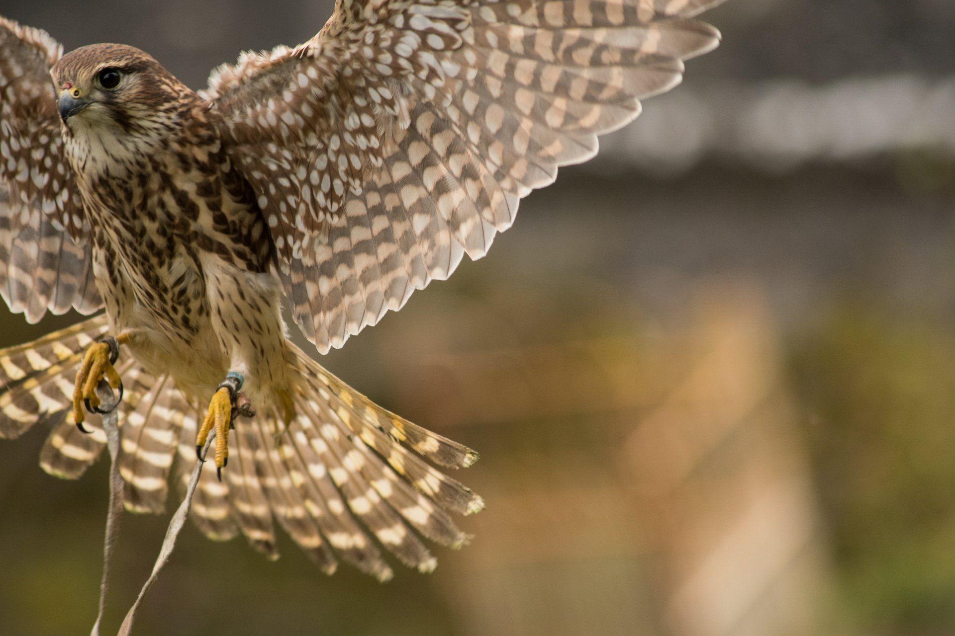 Carmarthenshire Falconry and bird of prey Carmarthen