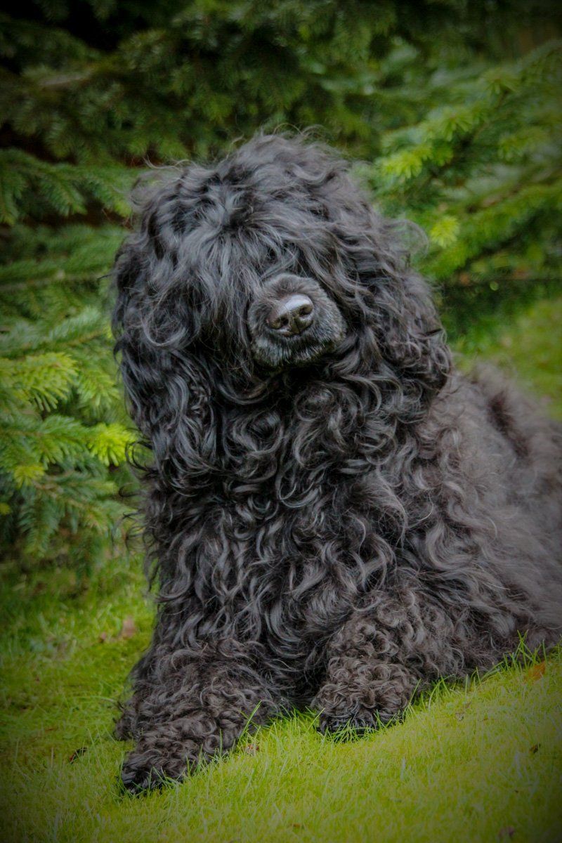 Portugiesische Wasserhunde Wechter Land
