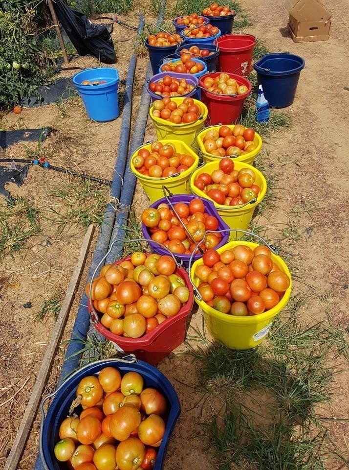 Fun with Tomatoes