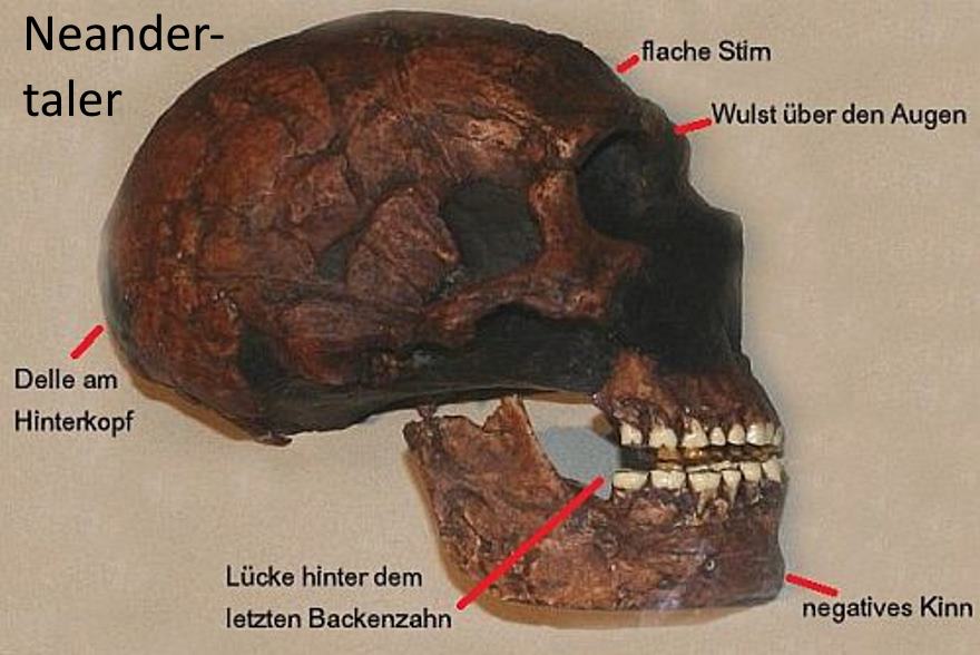 Vergleich Neandertaler Und Moderner Mensch