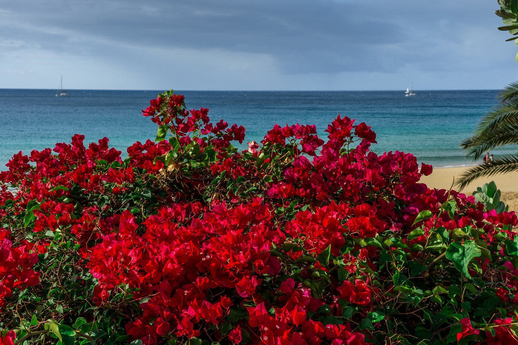 Fuerteventura die Insel des ewigen Frühlings