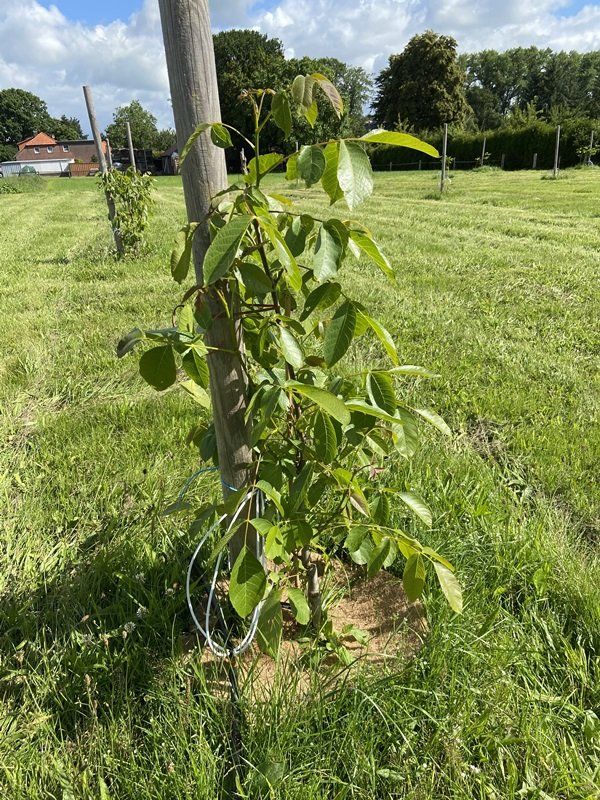 Seifersdorfer Runde Walnussbaum Veredelt - Selbstfruchtbar, 150-170cm Im 10L Topf