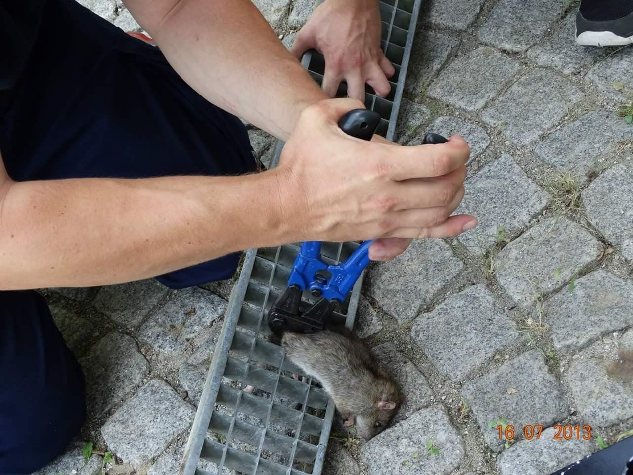 Warum wir Ratten retten