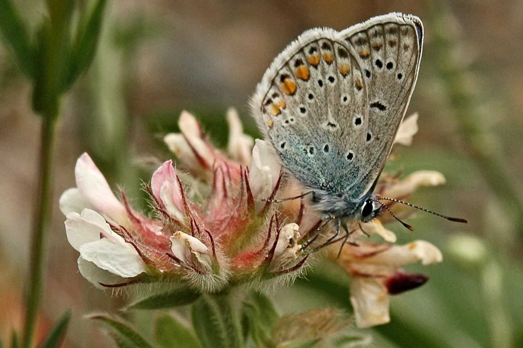 Schmetterling auf Blüte