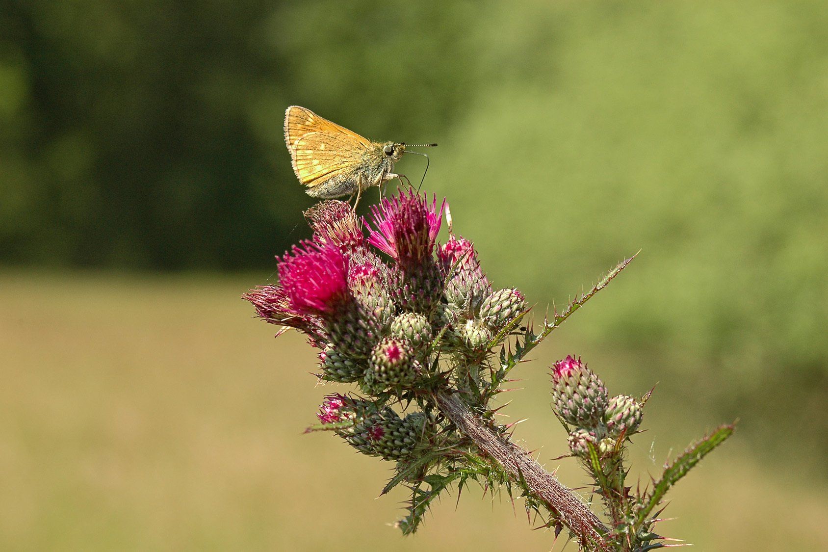 Schmetterling auf Blüte