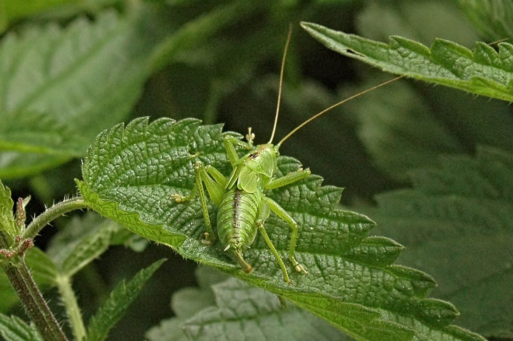 Heuschrecke auf Blatt