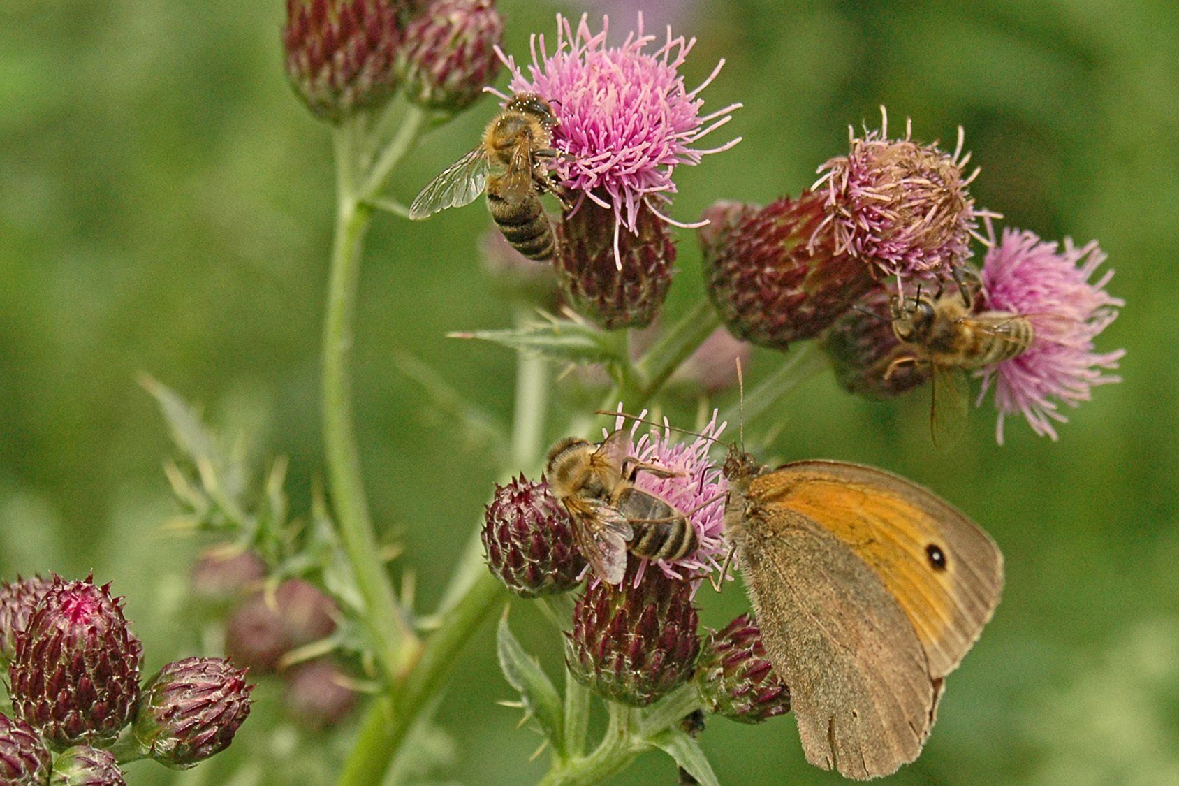 Schmetterling auf Blüte