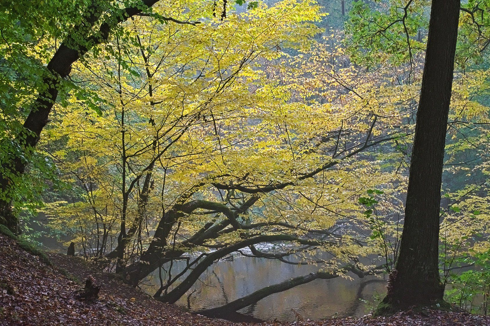 Fluss im herbstlichen Wald