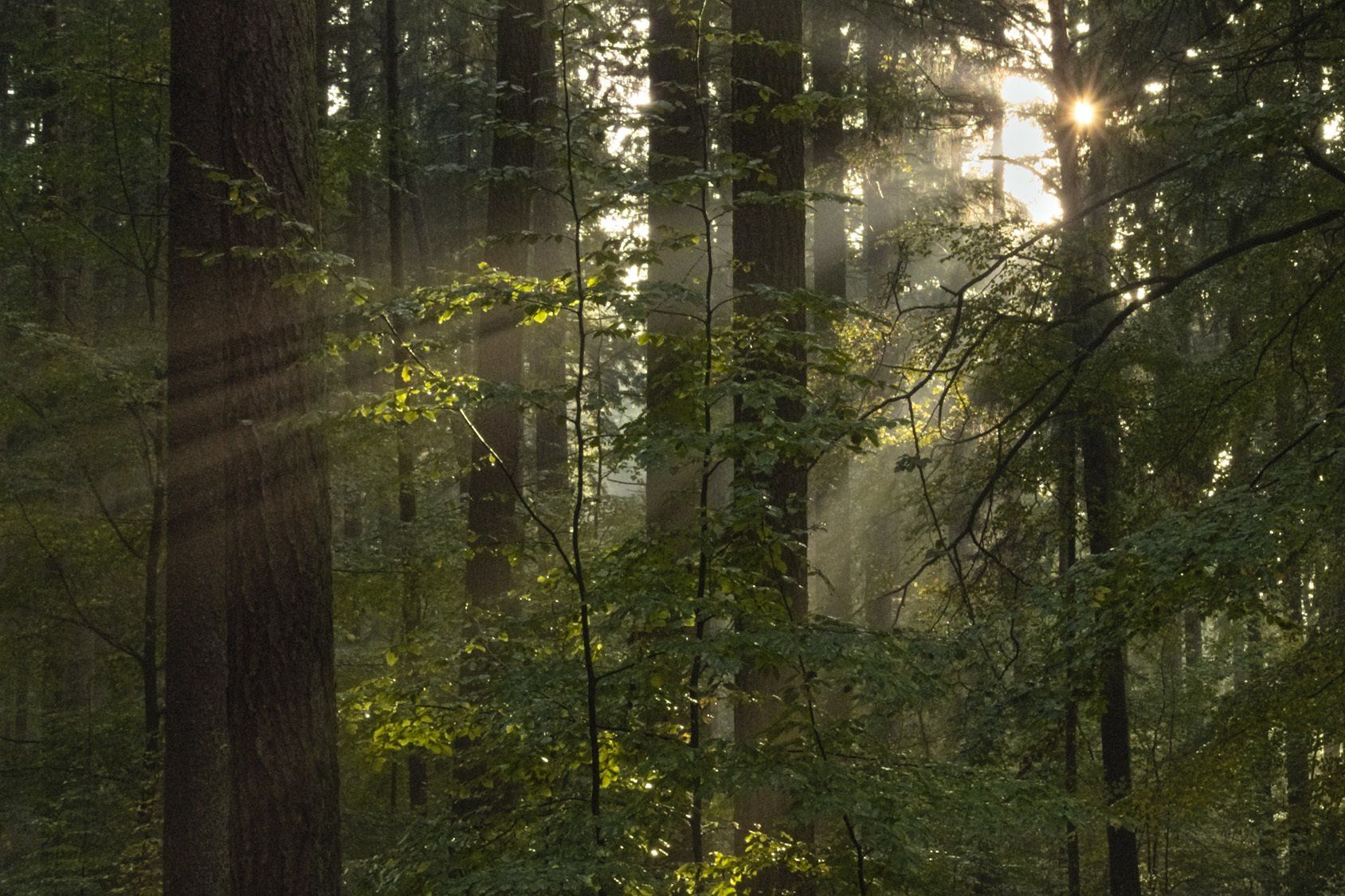 Lichtdurchfluteter Wald