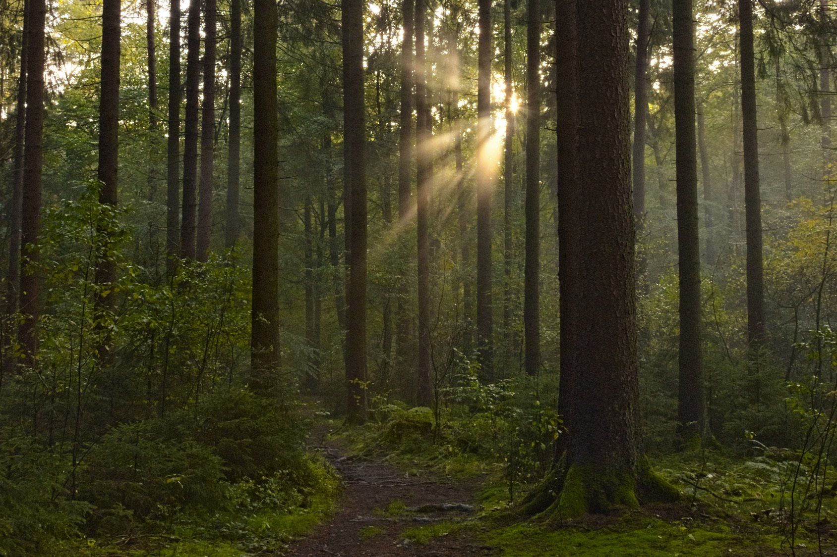 Lichtdurchfluteter Wald