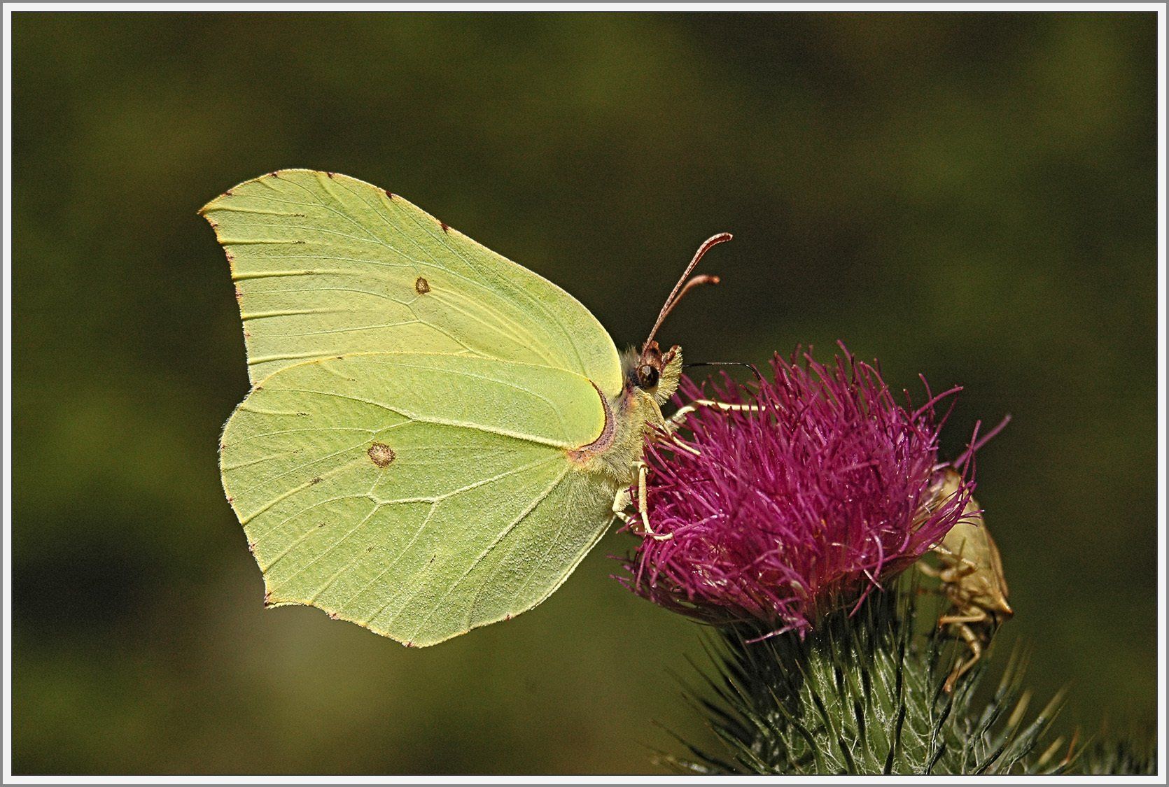 Schmetterling auf Blüte