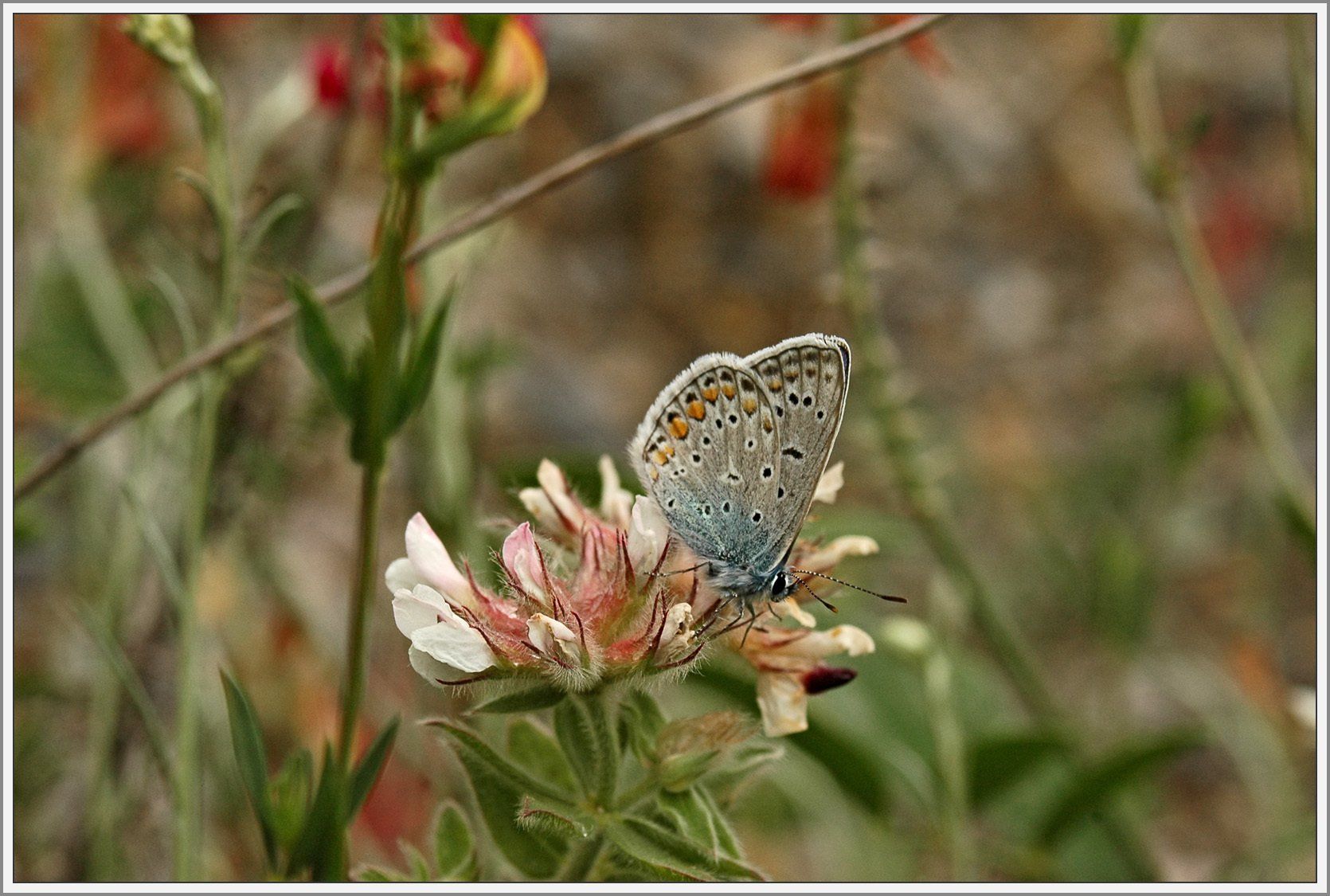 Schmetterling auf Blüte