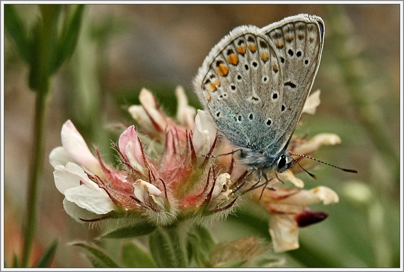 Schmetterling auf Blüte