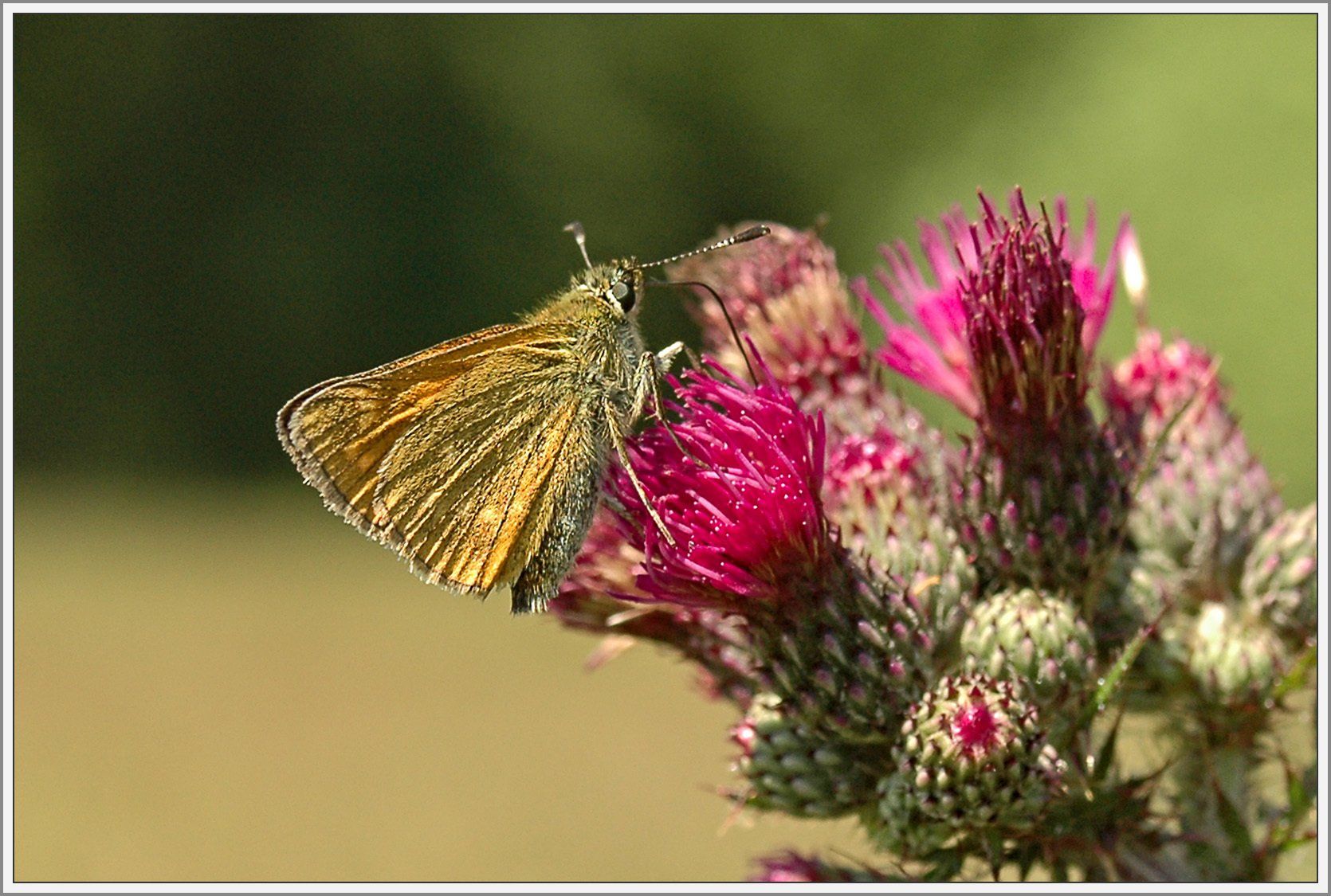 Schmetterling auf Blüte