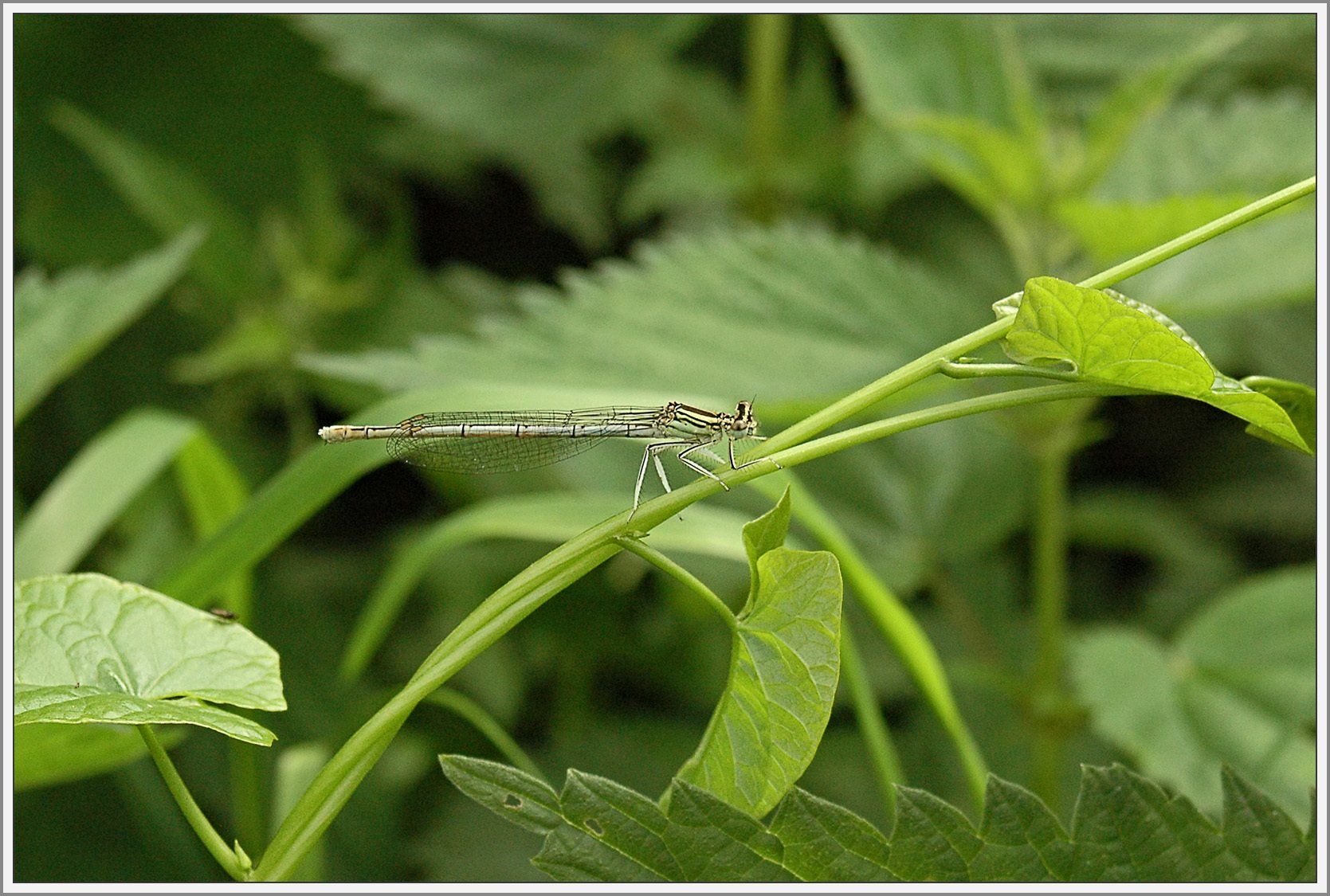Libelle auf Blattstiel