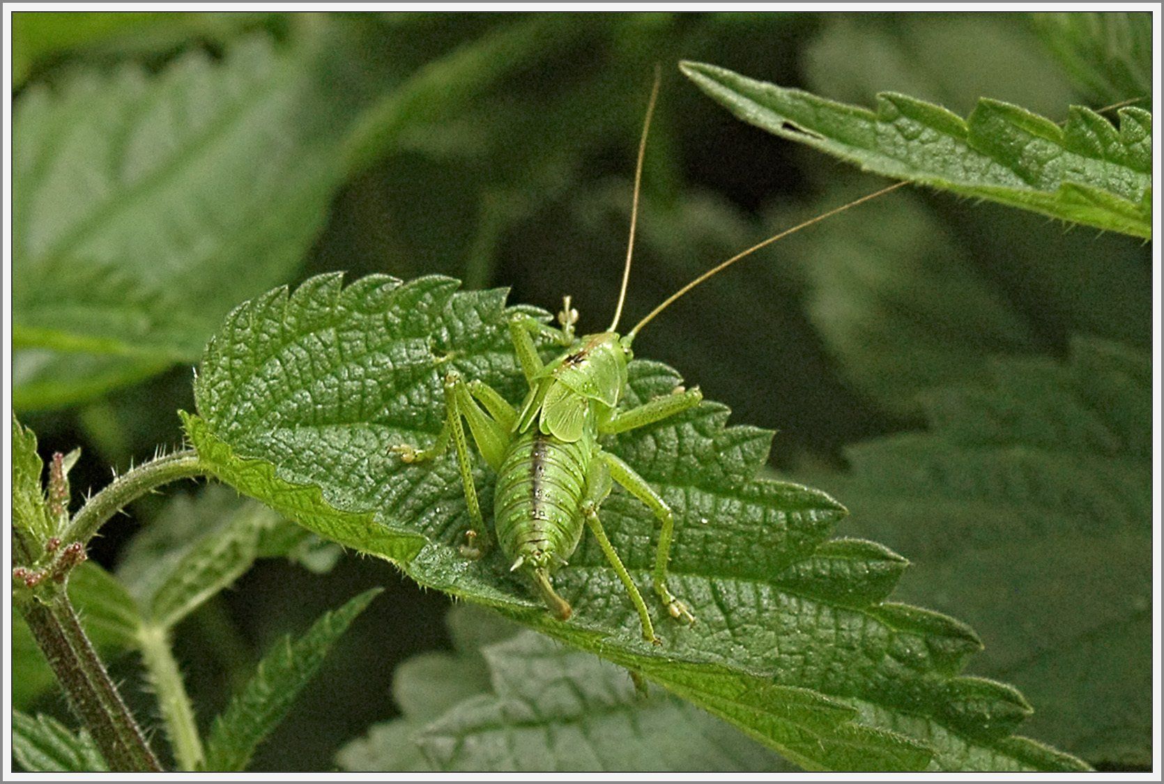 Heuschrecke auf Blatt