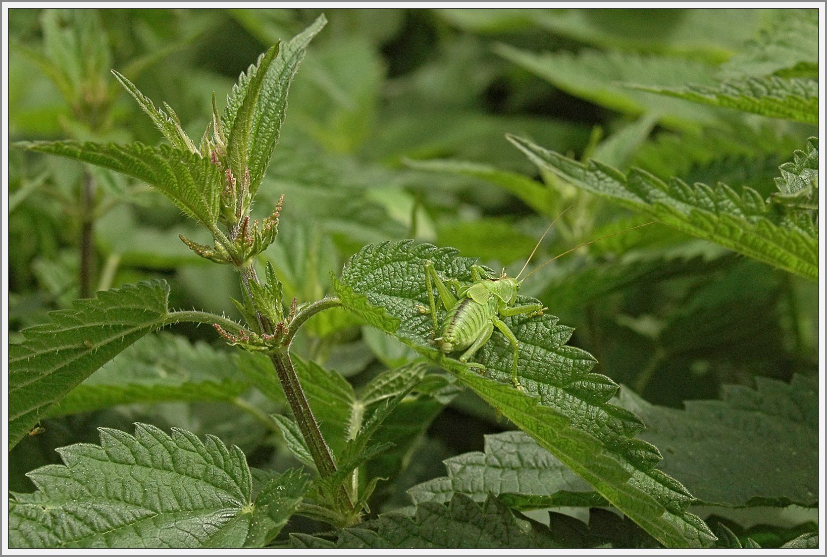 Heuschrecke auf Blatt