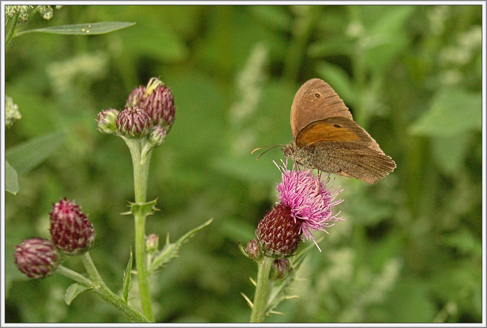 Schmetterling auf Blüte