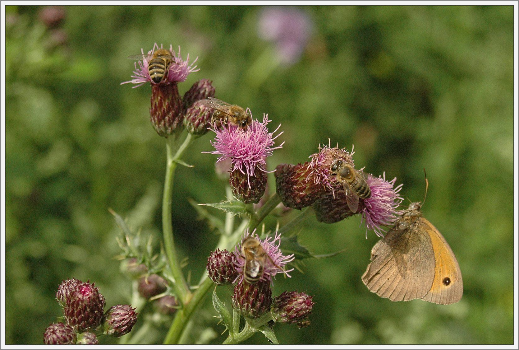 Schmetterling und Bienen auf Blüte