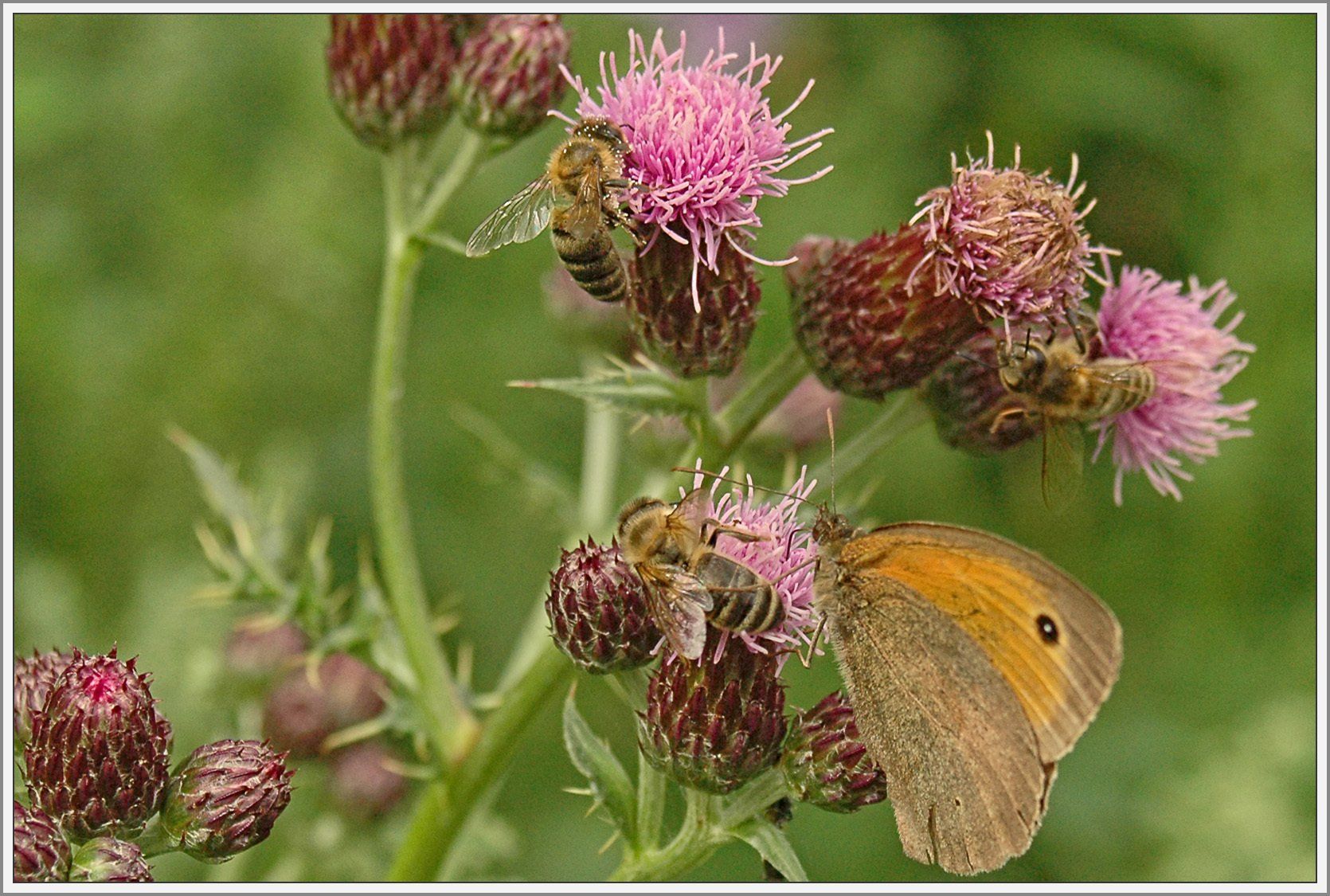 Schmetterling und Bienen auf Blüte
