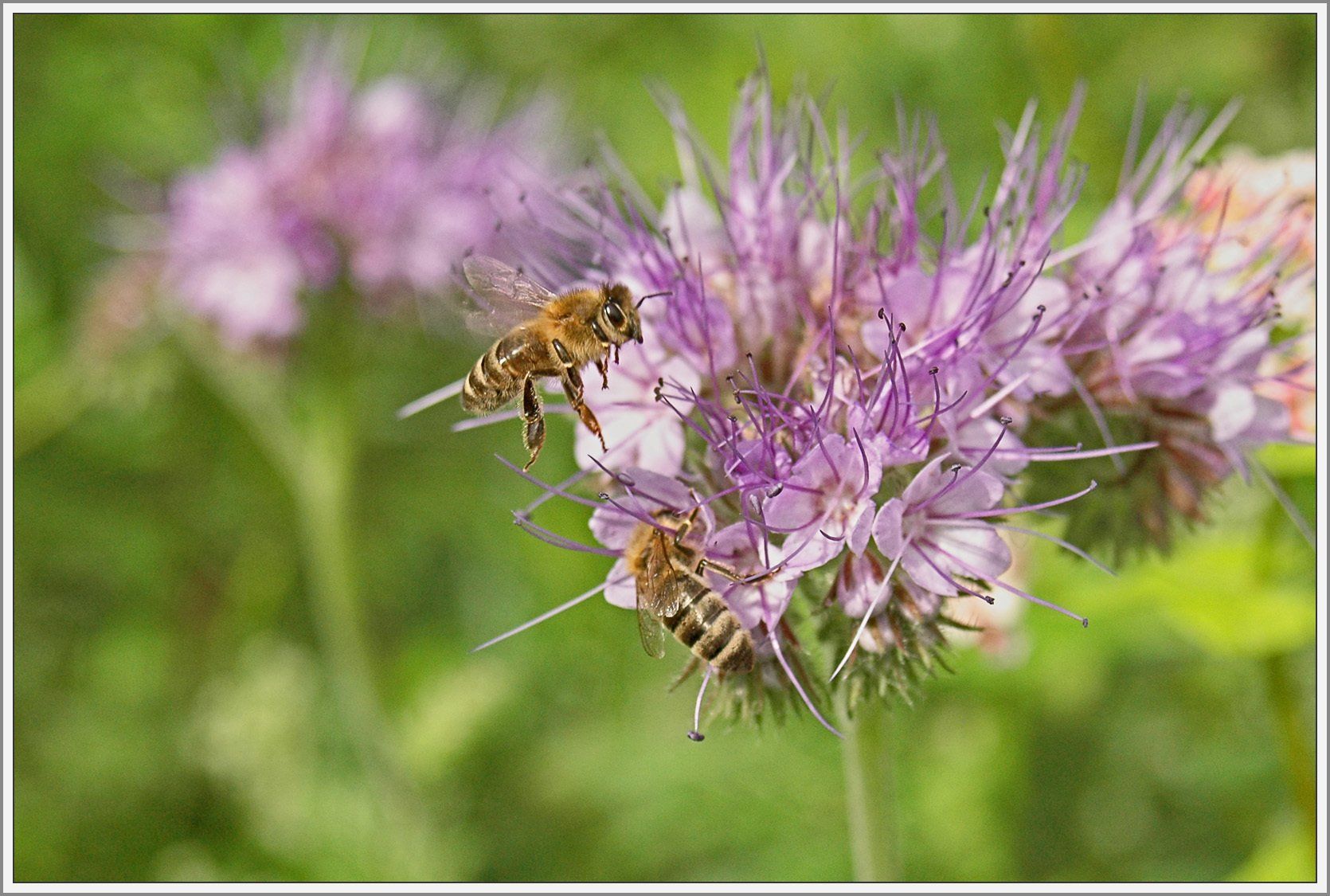 Bienen auf Blüte