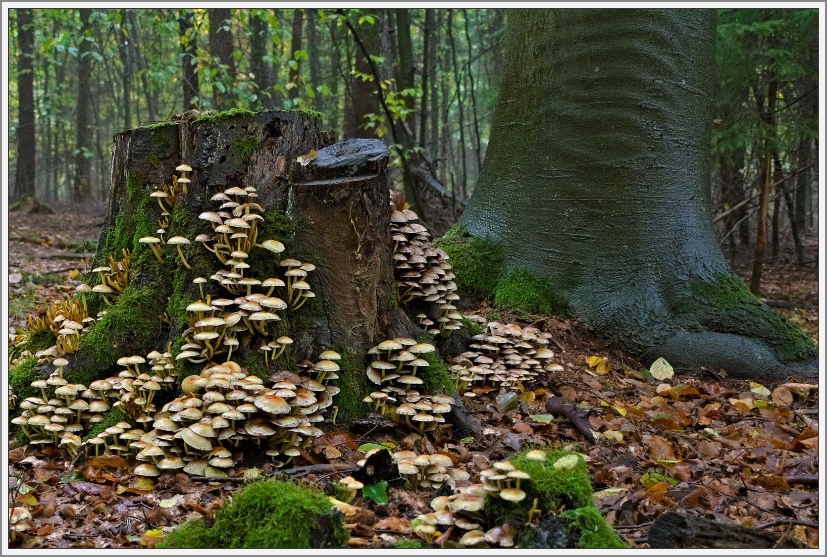 Pilze im Wald