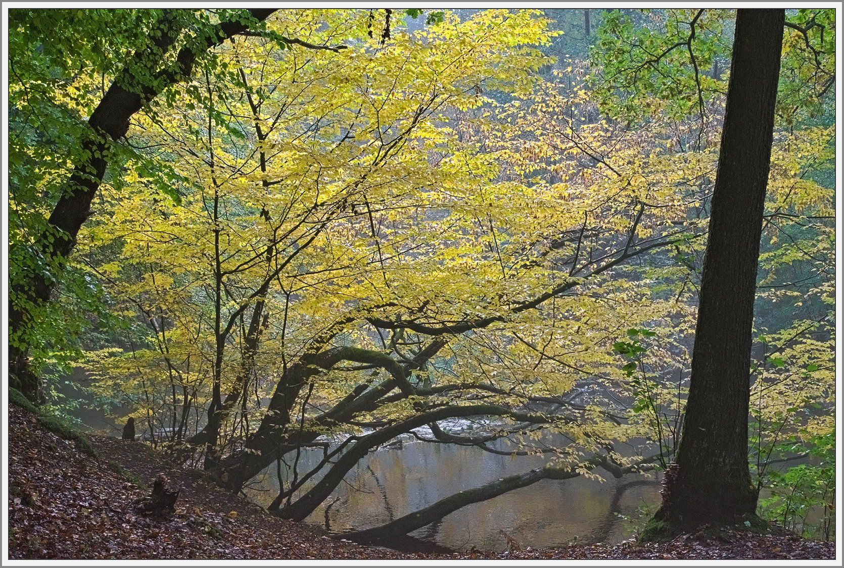 Fluss im herbstlichen Wald